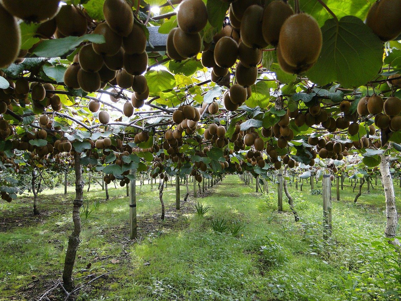 kiwis, kiwi plantation, green kiwi